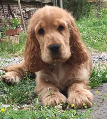 cocker spaniel inglese