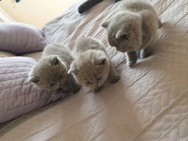 bellissimi cuccioli british shorthair blu