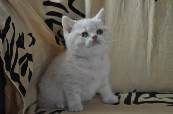 bellissimi cuccioli british shorthair blu | Foto 0