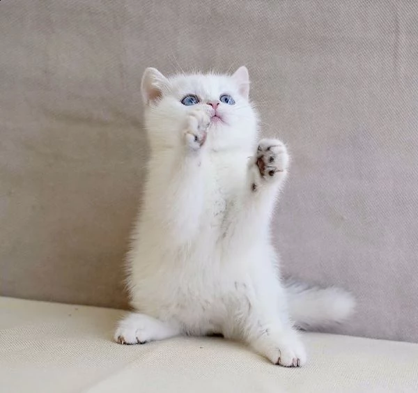cuccioli british shorthair | Foto 2