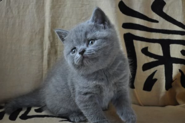 cuccioli british shorthair | Foto 1