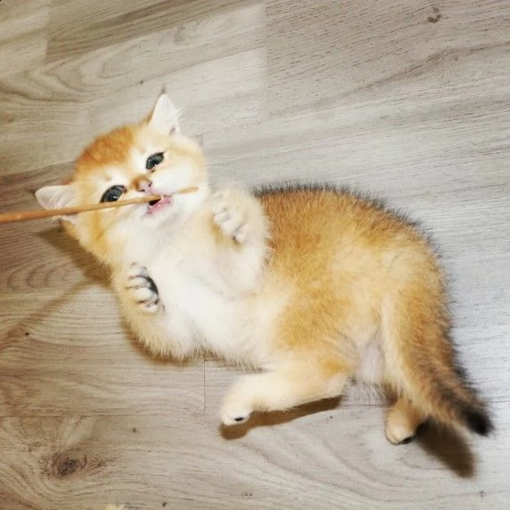 cuccioli british shorthair | Foto 0