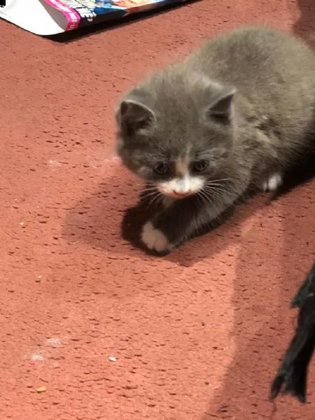 5 cuccioli british shorthair 