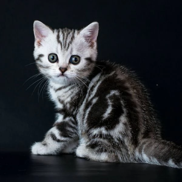 cuccioli british shorthair  silver | Foto 2