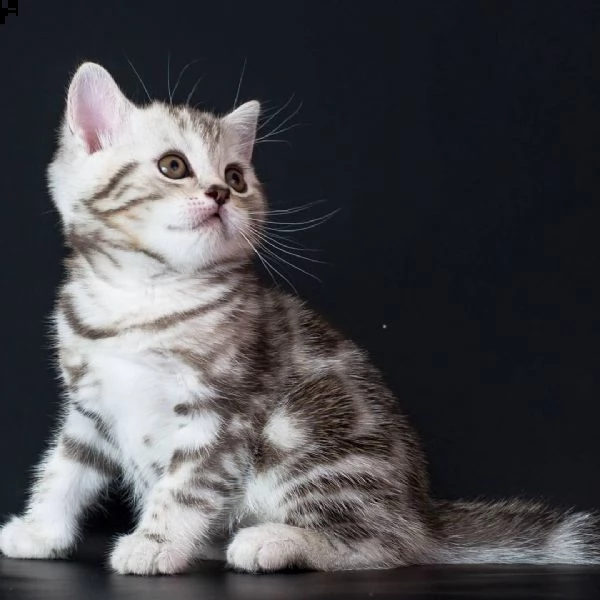 cuccioli british shorthair  silver | Foto 0