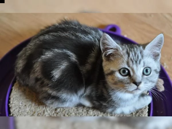 cuccioli british shorthair  silver