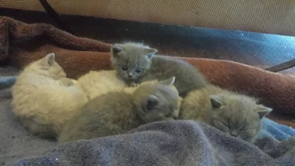 4 british shorthair blue
