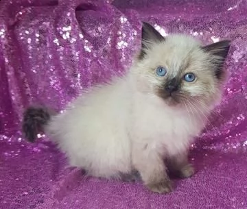 stupende gatto di ragdoll 