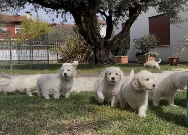 Golden Retriever | Foto 0