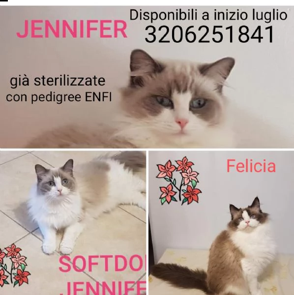 ragdoll bicolor adulte 