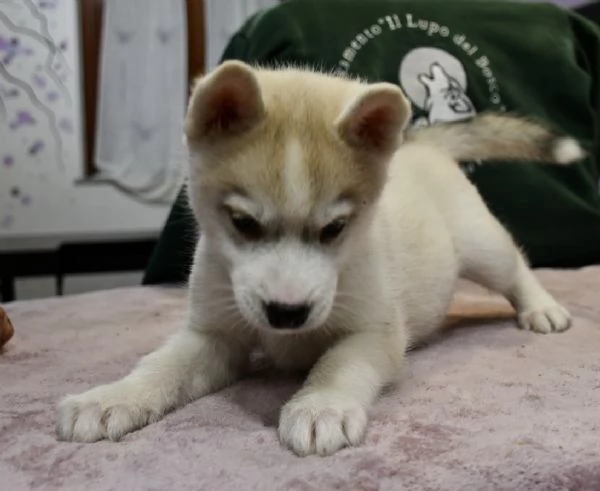 Cuccioli di Siberian Husky | Foto 3