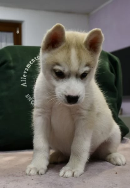 Cuccioli di Siberian Husky | Foto 2