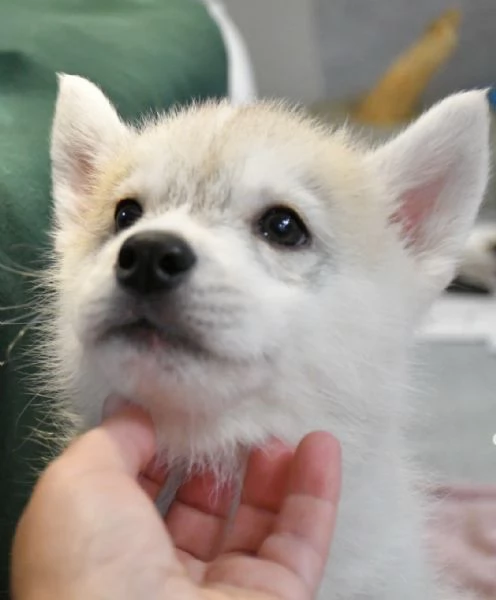 Cuccioli di Siberian Husky | Foto 1