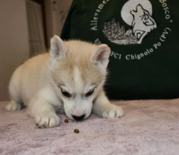 Cuccioli di Siberian Husky | Foto 0