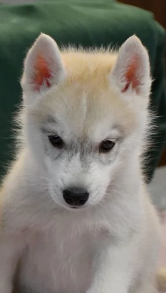 Cuccioli di Siberian Husky