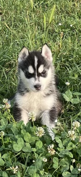 Cuccioli di Husky con pedigree ENCI | Foto 5