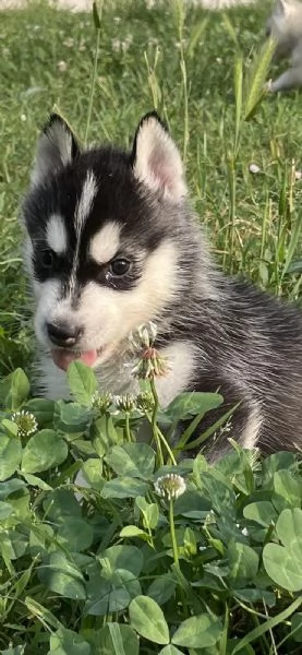 Cuccioli di Husky con pedigree ENCI | Foto 3