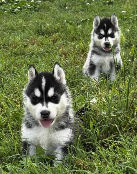 Cuccioli di Husky con pedigree ENCI | Foto 2