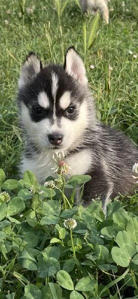 Cuccioli di Husky con pedigree ENCI | Foto 1