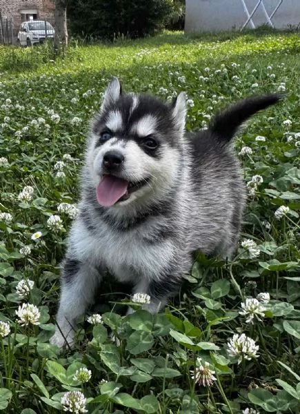 Cuccioli di Husky con pedigree ENCI | Foto 0