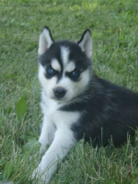 siberian husky puppy