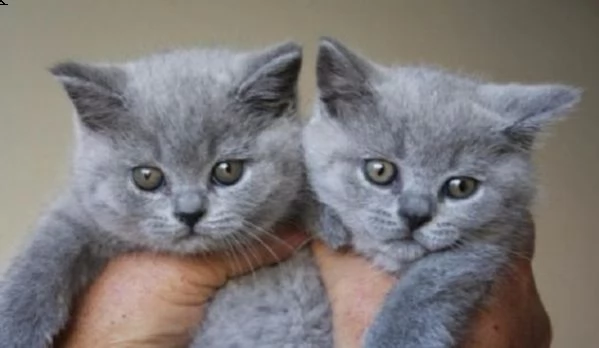 cuccioli british shorthair blu