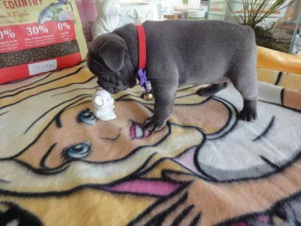 splendidi cuccioli di bulldog francese
