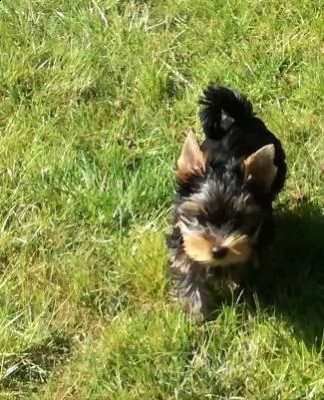 adorabili cuccioli yorkshire terrier