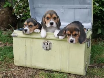 bellissimi cuccioli di beagle