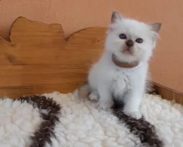 cuccioli gatto sacro di birmania