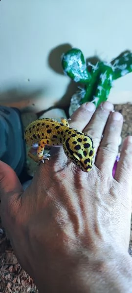 geco leopardino femmina 2 anni | Foto 0