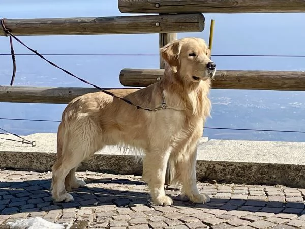 GOLDEN RETRIEVER MASCHIO PER ACCOPPIAMENTO  | Foto 5
