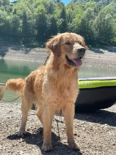 GOLDEN RETRIEVER MASCHIO PER ACCOPPIAMENTO 