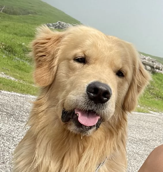 GOLDEN RETRIEVER MASCHIO PER ACCOPPIAMENTO  | Foto 4