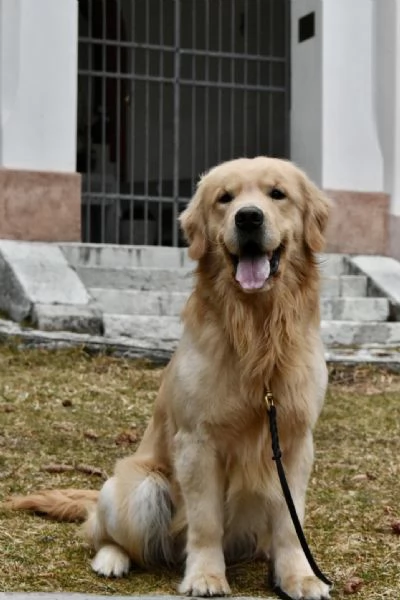 GOLDEN RETRIEVER MASCHIO PER ACCOPPIAMENTO  | Foto 3
