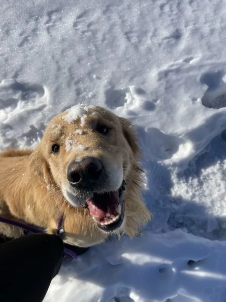 GOLDEN RETRIEVER MASCHIO PER ACCOPPIAMENTO  | Foto 2