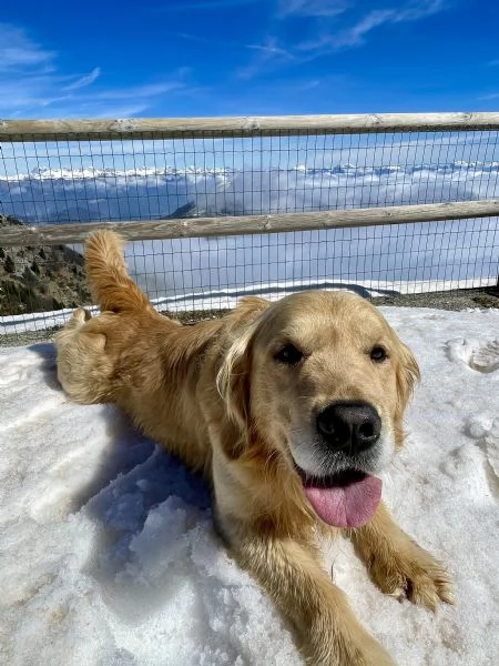 GOLDEN RETRIEVER MASCHIO PER ACCOPPIAMENTO  | Foto 0