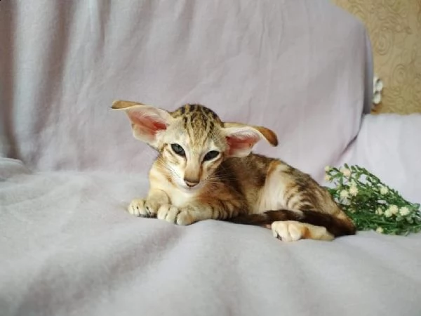 cuccioli di orientale | Foto 1