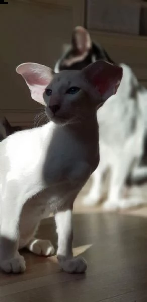 cuccioli di orientale | Foto 0