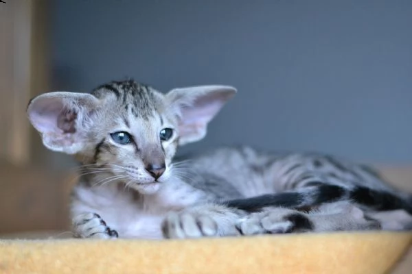 cuccioli di orientale