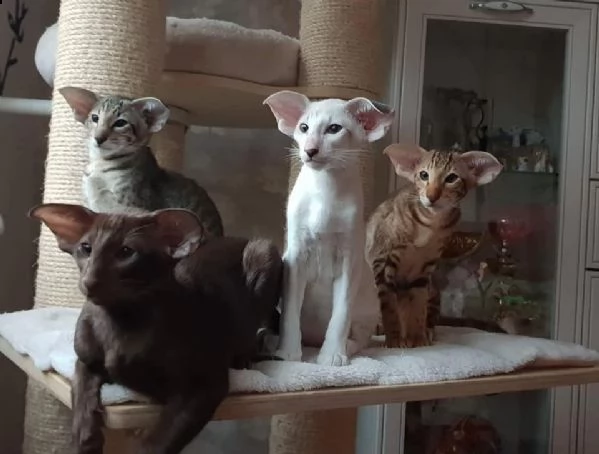 cuccioli di oriental