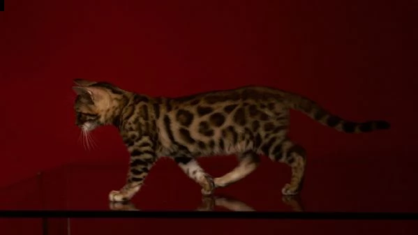 cuccioli di bengala | Foto 4