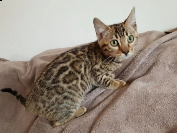 cuccioli di bengala | Foto 3