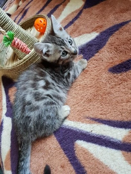 cuccioli di bengala | Foto 2