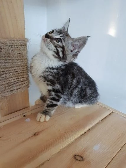 cuccioli di bengala | Foto 1