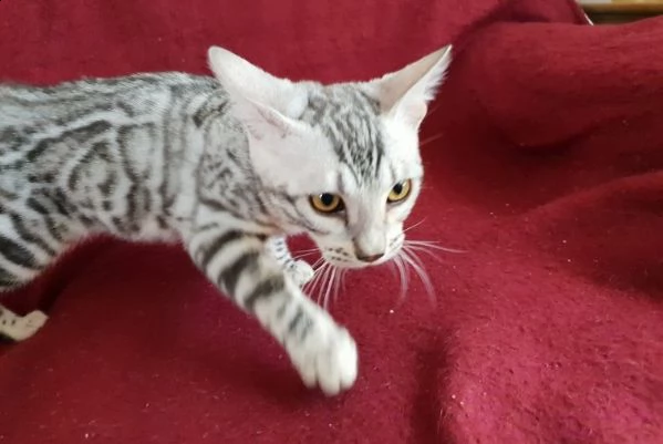 cuccioli di bengala | Foto 0