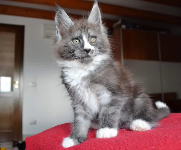 gattini di orientale