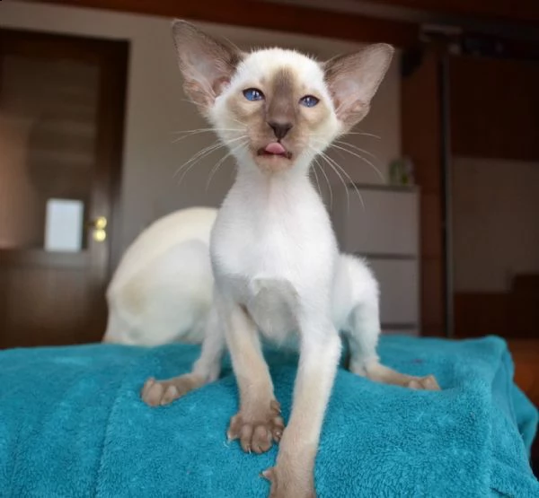 gattini di oriental | Foto 2