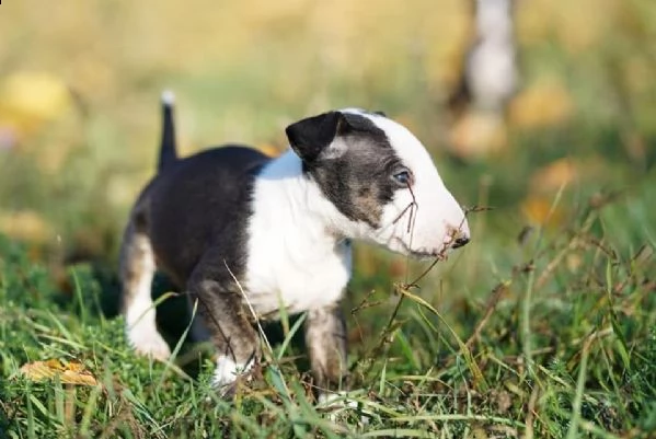 bull terrier cuccioli miniatura