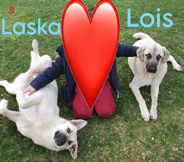 Lois e Laska cercano con urgenza casa | Foto 1